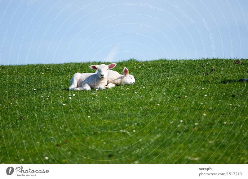 Lämmer Lamm Schaf Ostern Deich Gras Tierjunges Säugetier Wiese Blumenwiese schlafen Müdigkeit Lie Himmel ausruhend ruhig Fell Tierporträt Blick Herde Schäfer