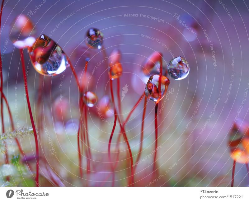 Techno-Party Natur Pflanze Urelemente Wassertropfen Winter Regen Moos ästhetisch Fröhlichkeit frisch lustig natürlich verrückt mehrfarbig Freude Farbfoto