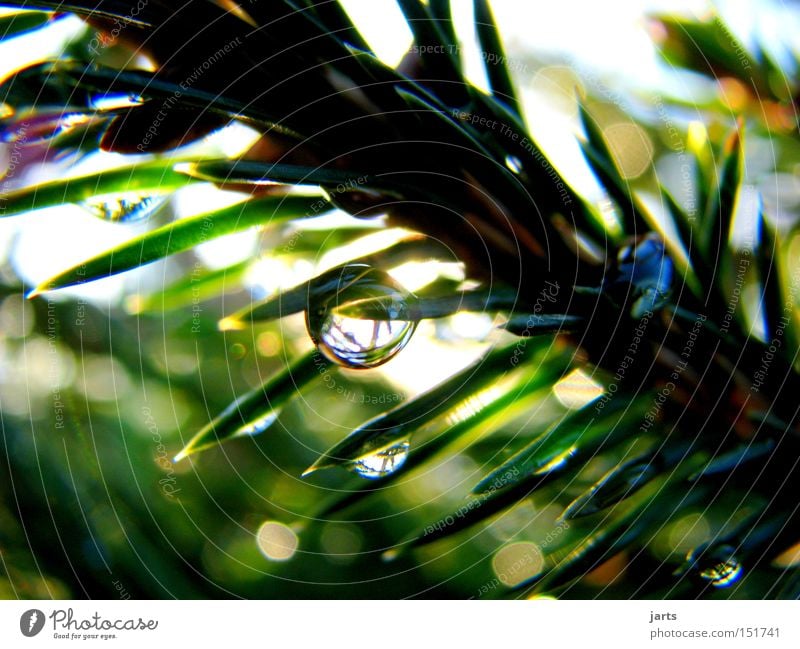 ...nicht nur zur Sommerzeit.... Farbfoto Außenaufnahme Nahaufnahme Detailaufnahme Menschenleer Tag Licht Sonnenlicht Schwache Tiefenschärfe Zentralperspektive