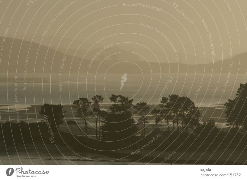 weiter geträumt Meer Landschaft Wasser Horizont Baum Traurigkeit trist weich Stimmung Vergänglichkeit Abenddämmerung Sonnenuntergang Farbfoto Gedeckte Farben