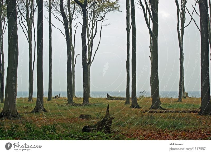 Buchenwald Umwelt Natur Landschaft Pflanze Erde Herbst Baum Nutzpflanze Wald Ostsee "Baum Bäume Stamm Stämme Baumstamm Baumstämme Wald Wälder Wäldchen forest