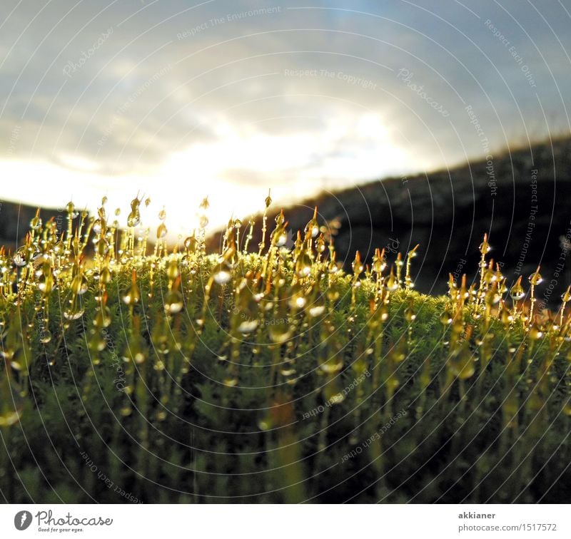 Tropfnass Umwelt Natur Pflanze Urelemente Wasser Wassertropfen Frühling Gras Moos Wildpflanze Garten Park Wiese frisch hell nah natürlich grün Farbfoto