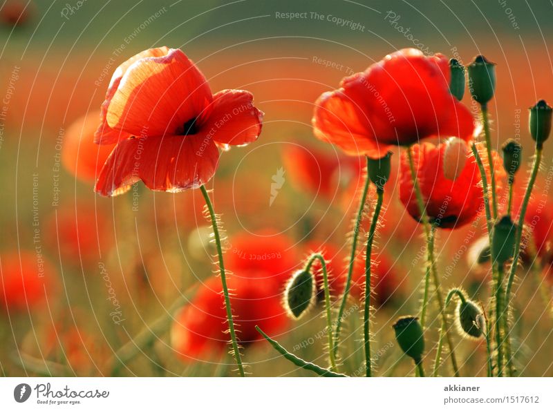 Wenn jetzt Sommer wär... Umwelt Natur Landschaft Pflanze Blume Blüte Garten Park Wiese Feld hell natürlich schön Wärme grün rot Mohn Mohnblüte Mohnfeld