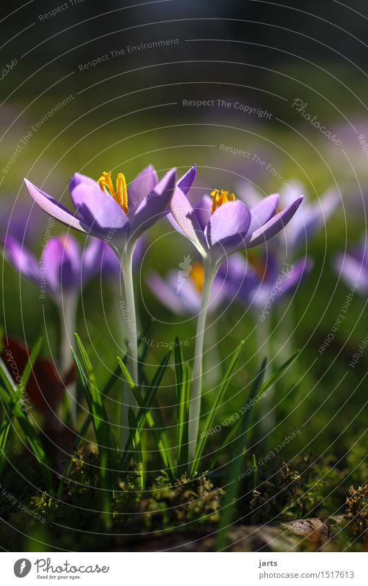 der lenz.... Pflanze Frühling Schönes Wetter Blume Blüte Park Blühend ästhetisch Duft frisch glänzend hell natürlich Vorfreude ruhig Hoffnung Natur Krokusse