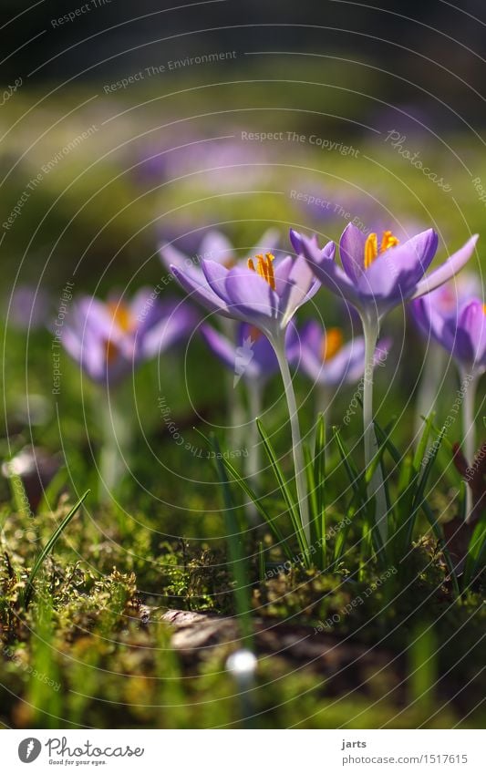 aufblühen Pflanze Schönes Wetter Blume Blüte Garten Park Blühend Wachstum Duft frisch natürlich schön Natur Frühling Krokusse Farbfoto mehrfarbig Außenaufnahme