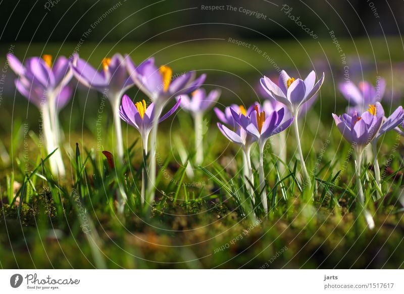 blumenwiese Natur Pflanze Frühling Schönes Wetter Blume Blüte Park Wiese Blühend ästhetisch frisch glänzend natürlich schön Neuanfang Krokusse Farbfoto