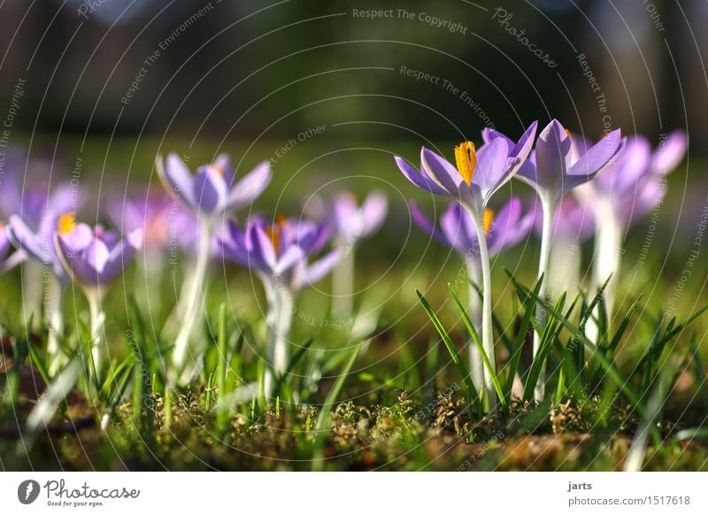 lenz I Pflanze Frühling Schönes Wetter Blume Grünpflanze Park Blühend frisch natürlich saftig schön Natur ruhig Krokusse Farbfoto mehrfarbig Außenaufnahme