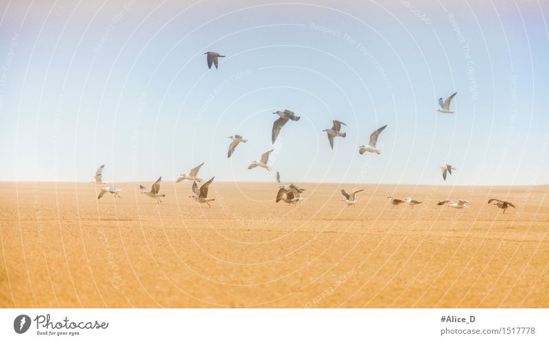 Möwen auf Sand Fliegen davon Umwelt Natur Landschaft Himmel Hügel Küste Strand Tier Wildtier Vogel Schwan Tiergruppe Schwarm außergewöhnlich blau braun gelb