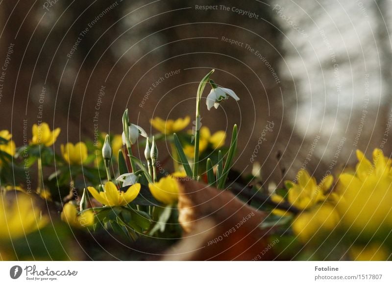 Endlich ist er da der Frühling! Umwelt Natur Landschaft Pflanze Sonnenlicht Schönes Wetter Blume Garten Park hell natürlich braun gelb grün weiß Schneeglöckchen