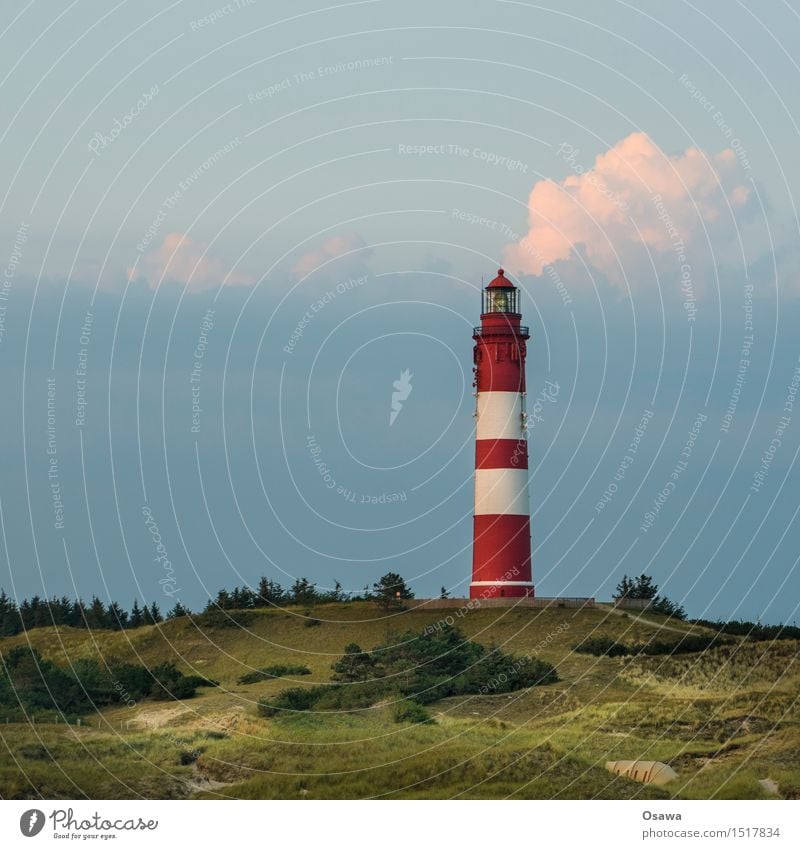 Amrum / Leuchtturm Umwelt Natur Landschaft Pflanze Himmel Sommer Heidekrautgewächse Ferien & Urlaub & Reisen Stranddüne Menschenleer Sommerurlaub Farbfoto