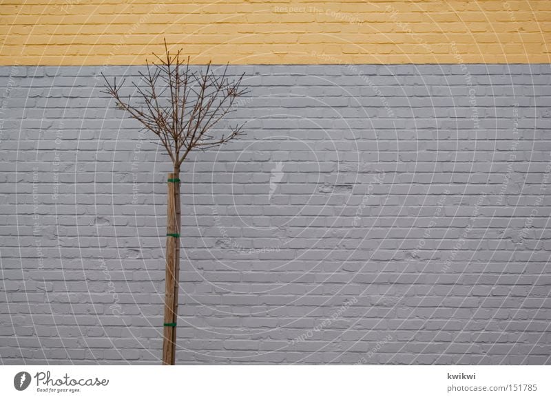 baum vor wand Baum Wand Sträucher grau gelb Herbst Winter Zweig Ast Mauer Backstein Stein