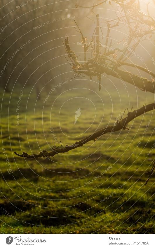 Gegenlicht Natur Wald Waldlichtung Wiese Weide Baum Ast Zweig Herbst Tag Farbfoto Gedeckte Farben Schwache Tiefenschärfe grün