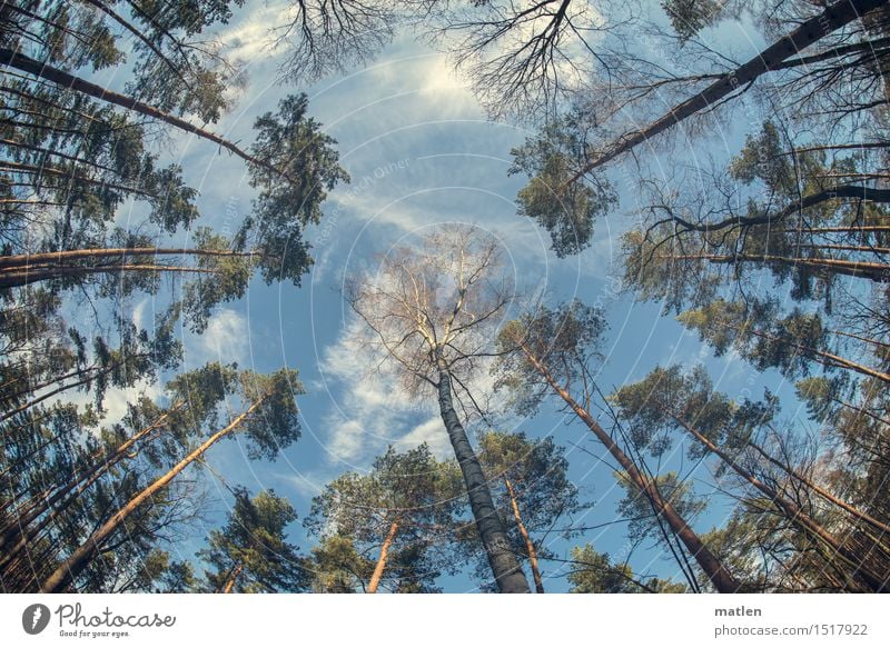 die linden Lüfte sind erwacht Natur Pflanze Himmel Wolken Frühling Wetter Schönes Wetter Baum Wildpflanze Wald Menschenleer blau braun grün weiß Kiefer Birke