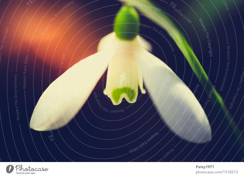 Schneeglöckchen Natur Pflanze Blume Blüte Wildpflanze Galanthus Blühend grün weiß Frühlingsgefühle Farbfoto Außenaufnahme Makroaufnahme Tag