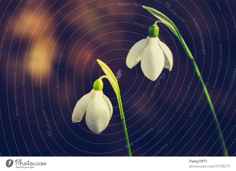 Schneeglöckchen Natur Pflanze Blume Blüte Wildpflanze Blühend grün weiß Freundschaft Zusammenhalt Frühling paarweise Farbfoto Außenaufnahme Makroaufnahme Tag