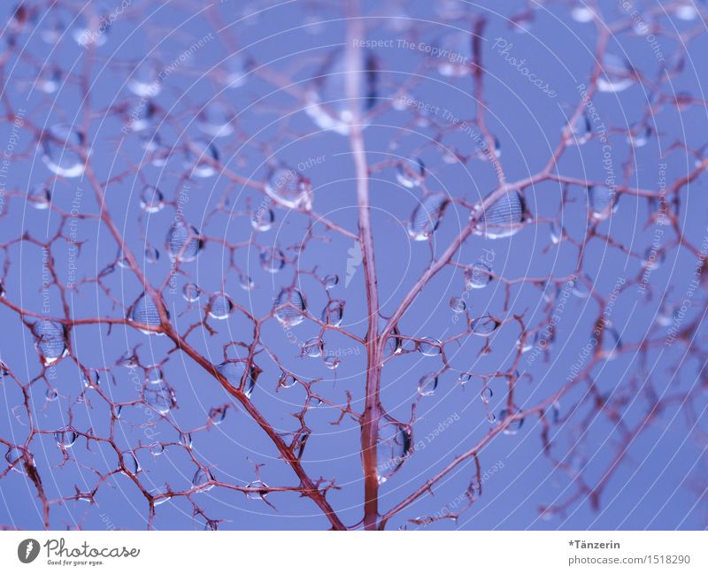 was vom Blatt so bleibt Natur Urelemente Wasser Wassertropfen Winter Pflanze ästhetisch frisch nass natürlich schön weich blau rosa achtsam ruhig zart fein