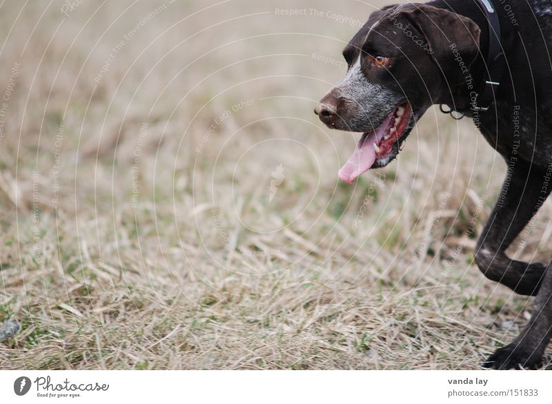 eilig Hund Tier braun Monochrom Zunge vertrocknet atmen Kopf Halsband Gras Jagd Beute Jäger Herbst Säugetier paul deutsch kurzhaar Hundehalsband