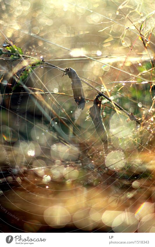 Tautropfen Umwelt Natur Urelemente Luft Wassertropfen Frühling Sommer Herbst Schönes Wetter Pflanze Gras Wildpflanze Garten Park Wiese verrückt Wärme feminin