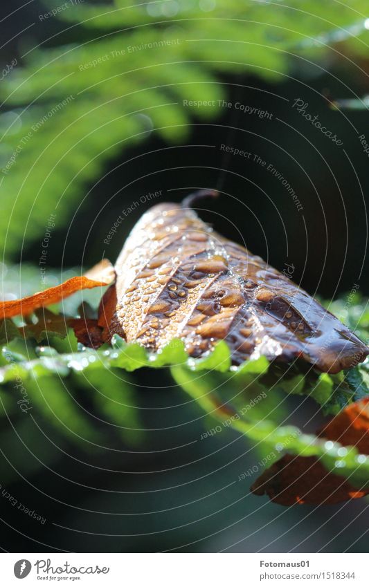 Wasserperlen auf Herbstlaub Natur Wassertropfen Pflanze Farn Blatt Wald braun grün Erholung Zufriedenheit Hoffnung Klima nachhaltig Pause rein Stimmung Umwelt