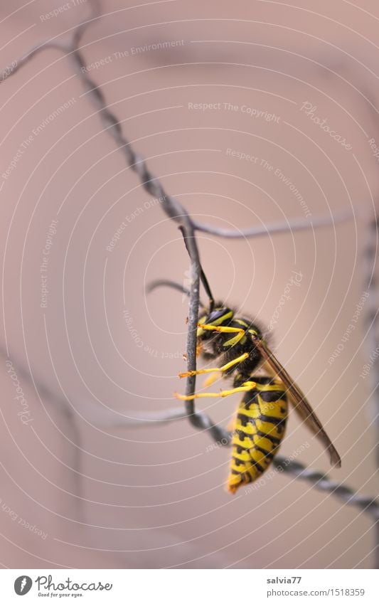 Zaungast Natur Tier Herbst Wildtier Flügel Wespen Insekt 1 krabbeln gelb grau schwarz Einsamkeit einzigartig Perspektive Maschendrahtzaun Drahtzaun festhalten