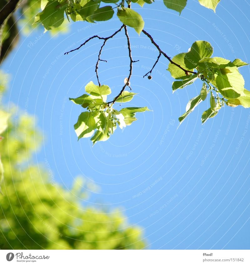 bald ! Farbfoto Außenaufnahme Tag Schwache Tiefenschärfe Leben Umwelt Natur Pflanze Himmel Frühling Klima Schönes Wetter Blatt Park atmen Blühend Erholung