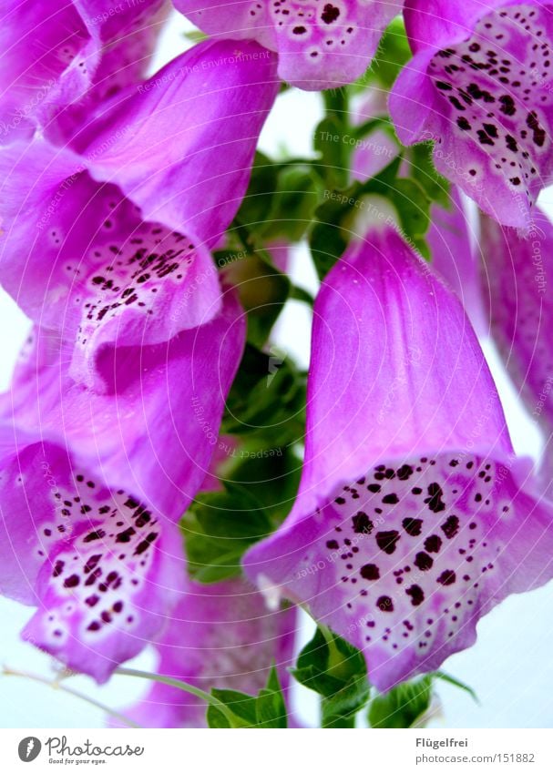 Lasst die Köpfe nicht hängen, der Winter ist doch bald vorbei! Sommer Natur Wärme Blume Blüte Traurigkeit Wachstum grün violett rosa Trauer Fleck gefleckt Punkt