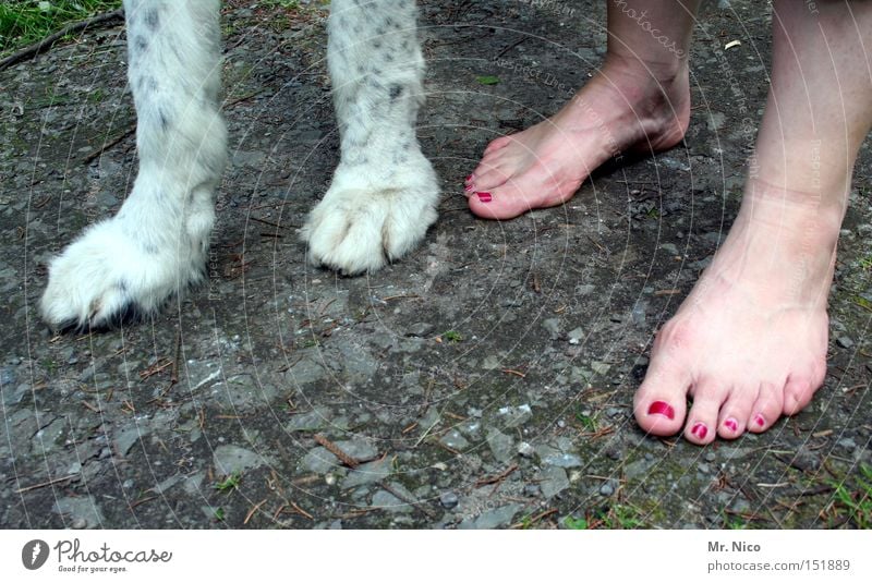 vierbeiner Pfote Zehen Nagellack Fell Hund Gassi gehen Barfuß Krallen Säugetier Vertrauen Frau Fuß Beine zweibeiner