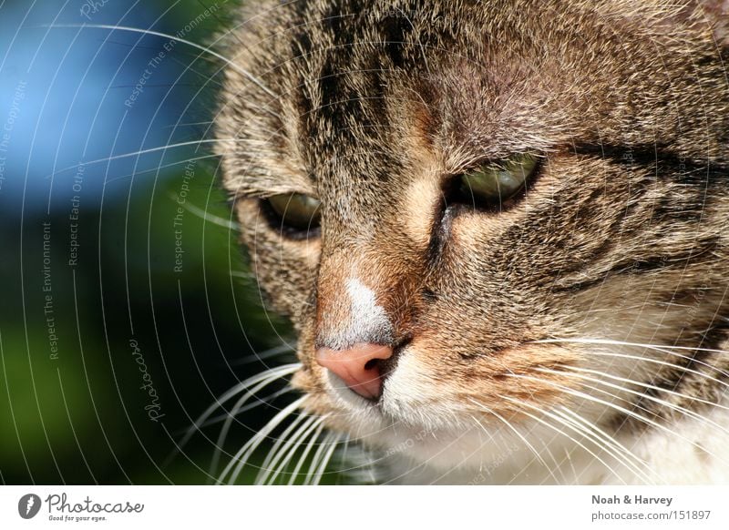 Nicky Katze Haustier grün Denken Schnurrhaar Säugetier Haare & Frisuren Nase Auge