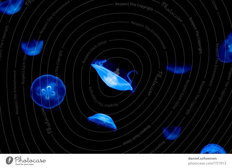 Qualle in blau Aquarium Schweben schwarz Meer Wasser Dubai Fisch qualle blau Farbe Schwimmen & Baden