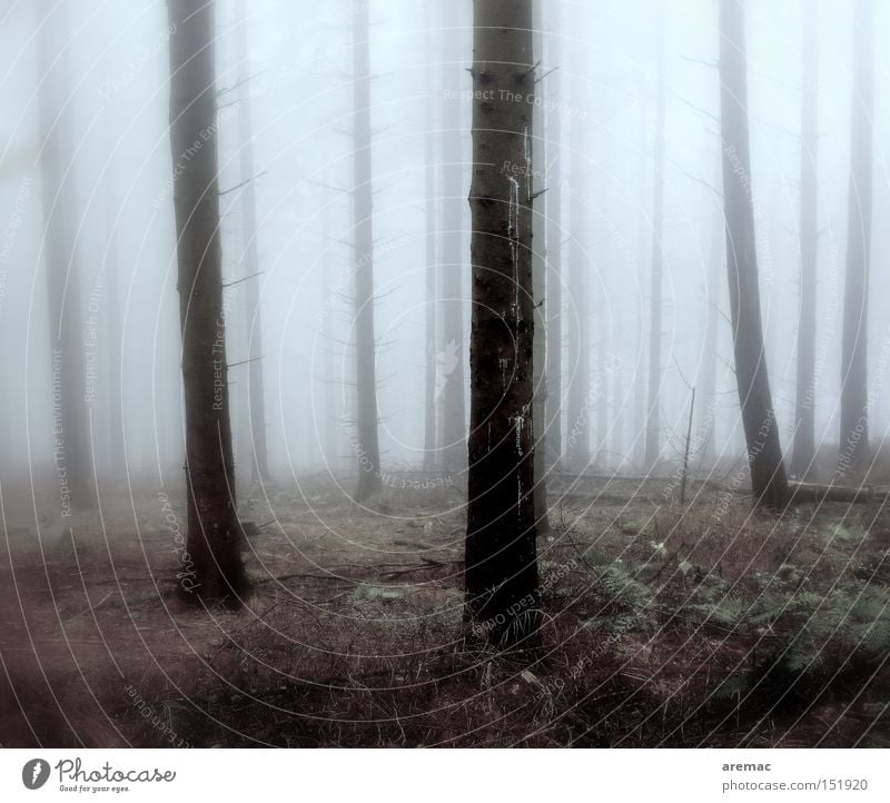 Nebulös Nebel Wald Baum Stimmung kalt Herbst Landschaft Natur