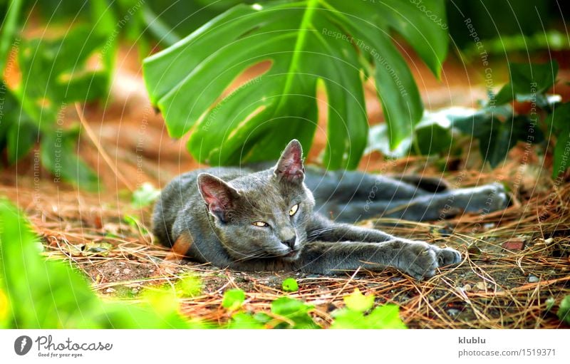 Ein Straßenkatzenstillstehen schön Spielen Baby Freundschaft Natur Tier Stadt Behaarung Haustier Katze Pfote Stein sitzen klein lustig niedlich grau schwarz