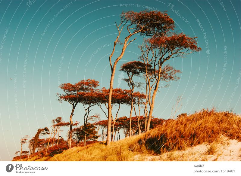 Holz und Himmel Ferien & Urlaub & Reisen Tourismus Ausflug Umwelt Natur Landschaft Pflanze Wolkenloser Himmel Herbst Klima Schönes Wetter Baum Sträucher groß