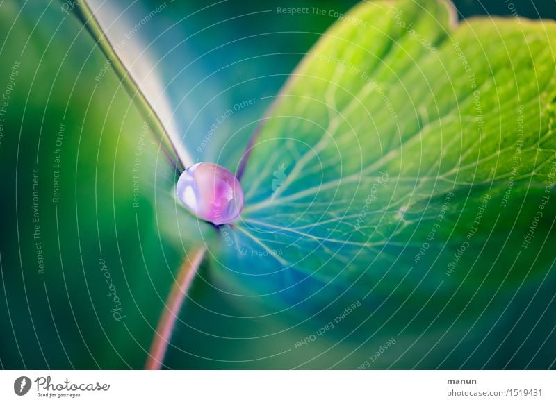 Wasserperle Natur Wassertropfen Frühling Sommer Pflanze Blatt Grünpflanze Tau ästhetisch fantastisch natürlich grün rosa türkis Farbfoto Nahaufnahme