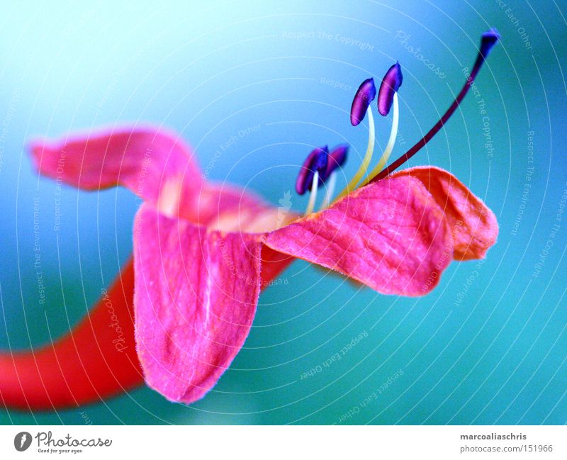 Blüte Blume Pflanze rosa Makroaufnahme Natur schön Frühling intensiv Kraft Nahaufnahme blaun