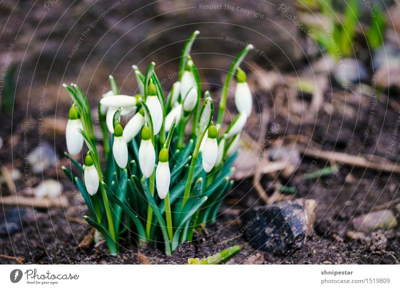 Der Frühling kommt! Wellness Leben Wohlgefühl Umwelt Natur Landschaft Pflanze Urelemente Erde Klima Klimawandel Wetter Schönes Wetter Schneeglöckchen Frühblüher