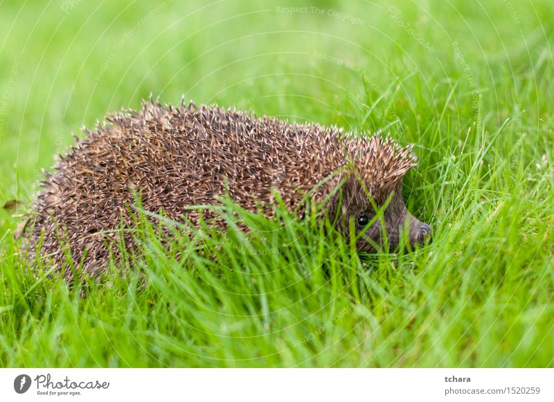 Igel Sommer Natur Tier Gras stachelig wild braun grün Schutz jung Tierwelt Säugetier Nagetiere Stachel Nadel Verteidigung Schnauze Borsten Hecke Aussicht