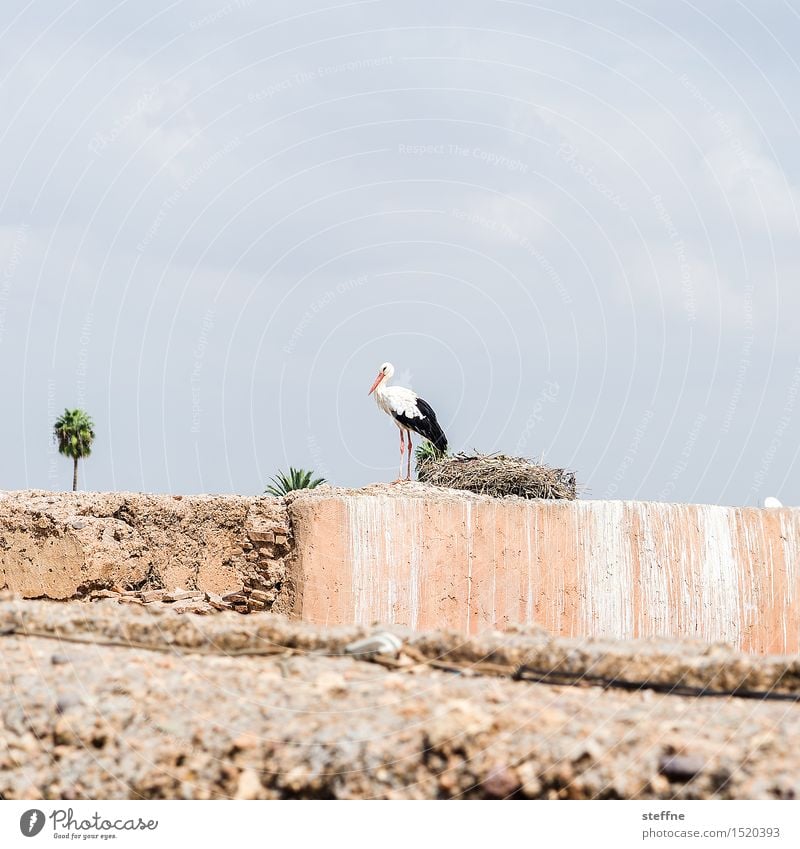 Storch Herbst Winter Schönes Wetter Marrakesch Marokko Mauer Wand 1 Tier beobachten Palme Geburt Farbfoto Gedeckte Farben Außenaufnahme Textfreiraum oben