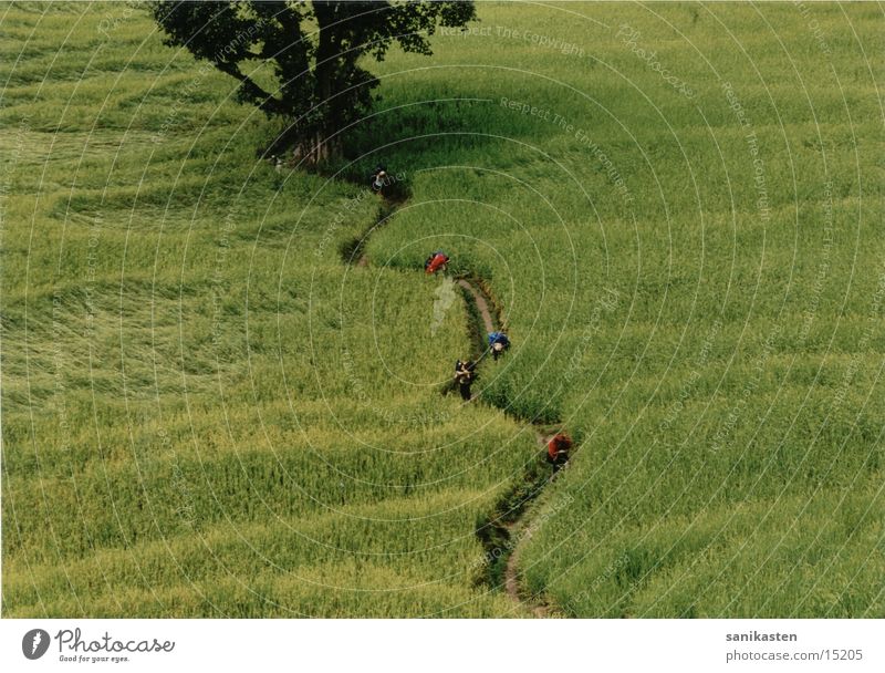 Reisfeld Feld Nepal Berge u. Gebirge Natur Landschaft Mensch