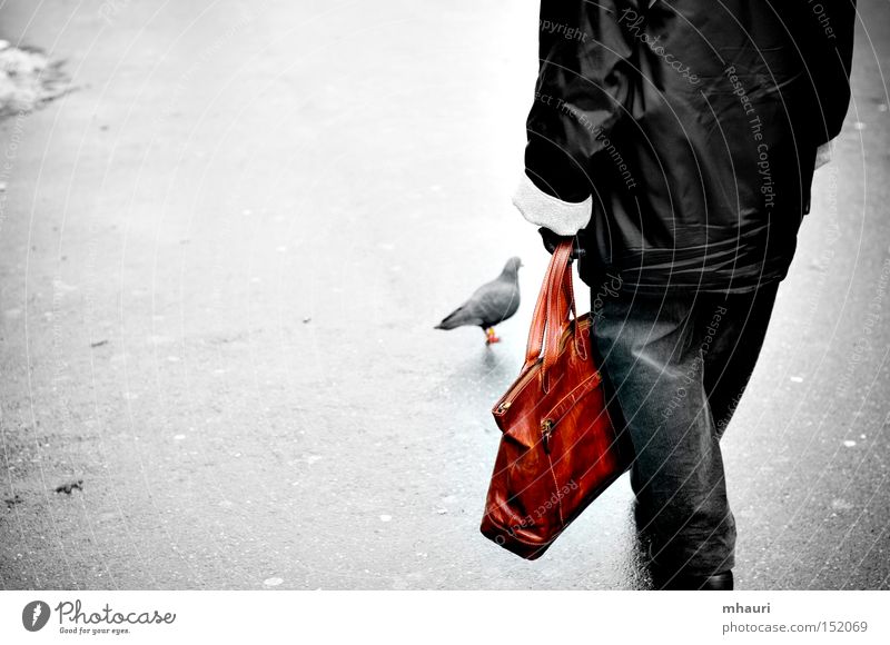 Dove Taube Straßenkunst Tasche Kanton Bern Berne Schweiz Vogel Verkehrswege Frau bag