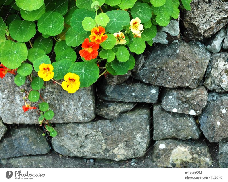 Garten Eden II Mauer Republik Irland Nordirland Kapuzinerkresse Konzentration Wachstum Wegrand Blume Handwerk Blüte Natur mehrfarbig dezent Stein Frühling