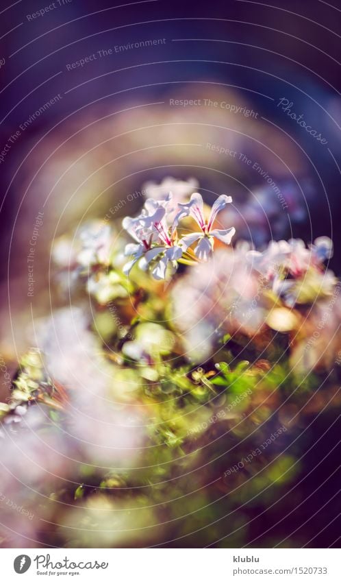 Blumen in der Abenddämmerung schön Sommer Garten Umwelt Natur Pflanze Gras Blüte Wiese Wachstum frisch hell natürlich weich blau gelb grün weiß Farbe