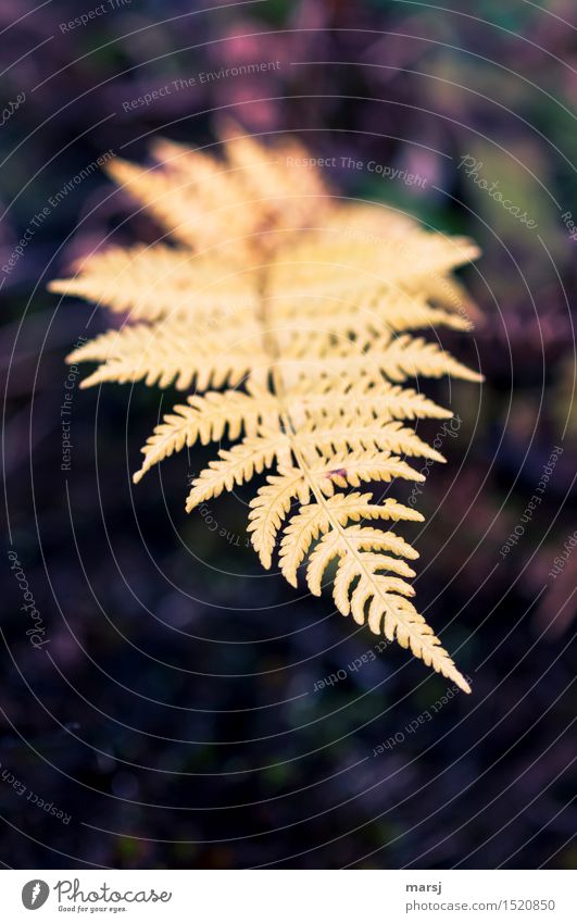 Herbstlich geschmückt Natur Pflanze Farn herbstlich Herbstfärbung gefächert Lebenslauf Ende Farbfoto Gedeckte Farben Außenaufnahme Nahaufnahme Menschenleer