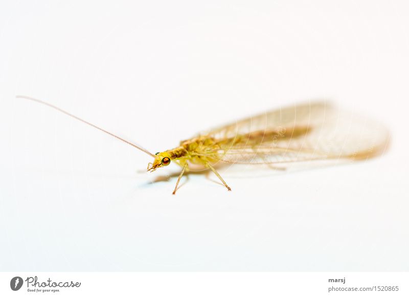 Groß Flügel, lange Fühler und dann noch bunte Augen Tier Wildtier Insekt 1 exotisch gruselig klein mehrfarbig Facettenauge Ekel Farbfoto Menschenleer