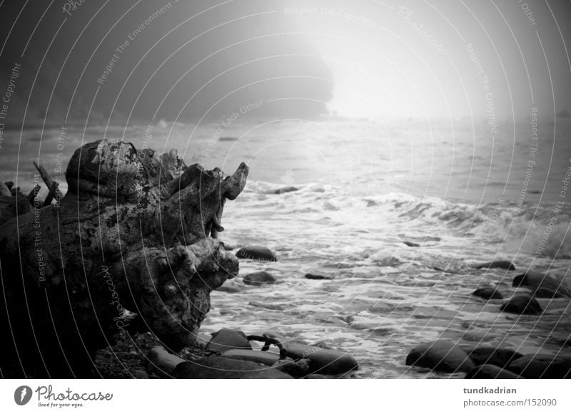 Kreidefelsen im Nebel Meer Rügen Wasser Holz Natur Ostsee Strandgut Wellen Einsamkeit grau schwarz Landschaft