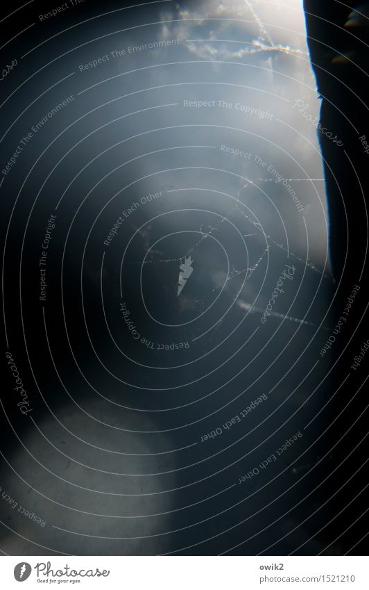 Staub Umwelt Natur Urelemente dunkel nah Spinngewebe Spinnennetz staubig unklar Rätsel Farbfoto Außenaufnahme Nahaufnahme Detailaufnahme Strukturen & Formen