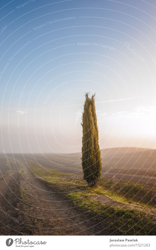 Toskanische Zypressenbäume auf den Feldern in einem fantastischen Licht schön Ferien & Urlaub & Reisen Sommer Sonne Haus Umwelt Natur Landschaft Pflanze Himmel