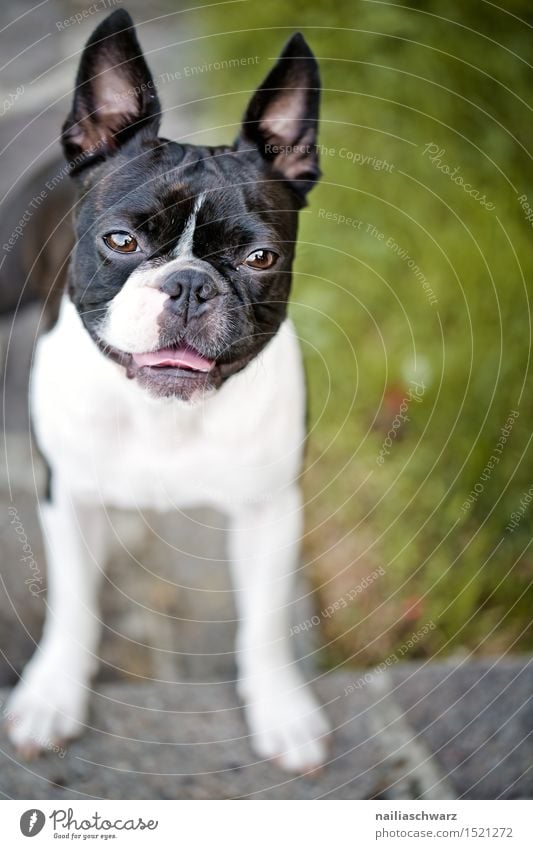 Boston Terrier Sommer Garten Tier Haustier Hund 1 klein niedlich boston terrier zweifarbig Reinrassig fina portrait Sommertag Farbfoto Außenaufnahme