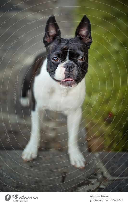 Boston Terrier Sommer Garten Tier Haustier Hund 1 klein niedlich boston terrier zweifarbig Reinrassig fina portrait Sommertag Farbfoto Außenaufnahme