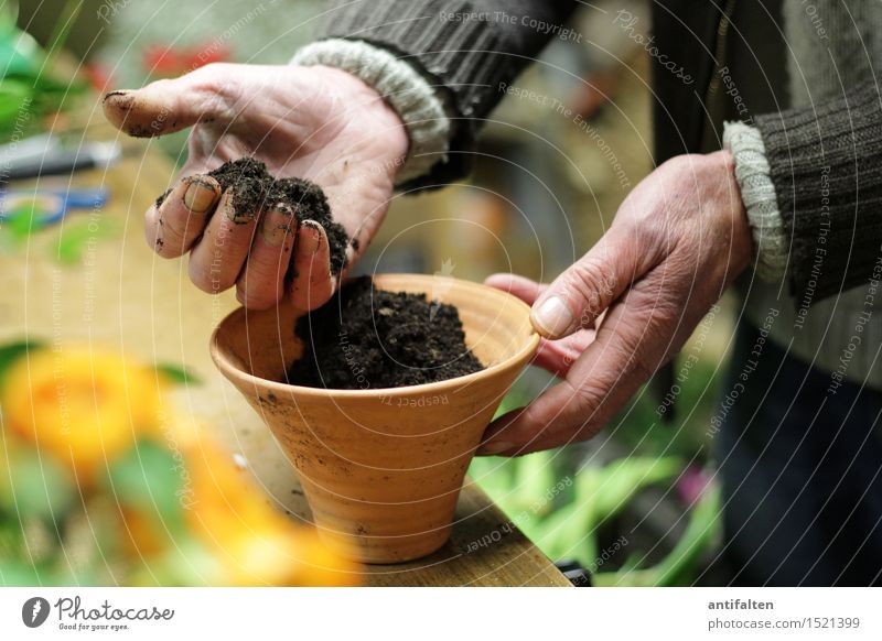 En paar Blome flanze II Arbeit & Erwerbstätigkeit Beruf Gartenarbeit Floristik Blumenhändler Mensch maskulin Männlicher Senior Mann Großvater Leben Arme Hand