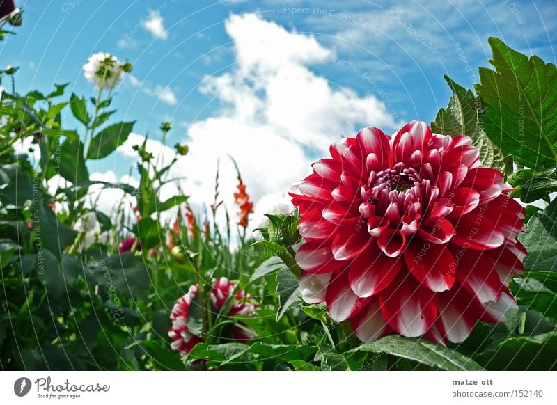 Blütenportrait Blume Pflanze Himmel Frühling Sommer sky